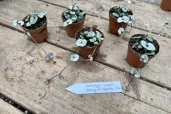 String Of Hearts Ceropegia Woodii Green 2" Pot Live Plant -Cheap Plantly Store 0F67E0D6 CC5D 4595 B072 9EF524A569EB 1 201 a