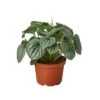 Peperomia Frost | Stunning And Easy-Care Plant, Perfect For Beginners | 4-inch Pot -Cheap Plantly Store 0c517fc8 bcb6 5f8f 9c7a e10ee4fde1be b4dc4064 cc96 4c6e b573 824802583297 700x700