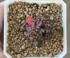 Gymnocalycium Mihanovichii Cluster Variegated Rare Cactus -Cheap Plantly Store 1 1 10