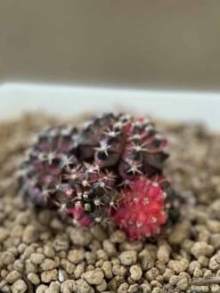Gymnocalycium Mihanovichii Cluster Variegated Rare Cactus -Cheap Plantly Store 1 10 6