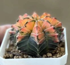 Gymnocalycium Mihanovichii Variegated Rare Cactus -Cheap Plantly Store 1 10 7