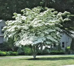 Kousa Dogwood Tree Seedling -Cheap Plantly Store 1 11
