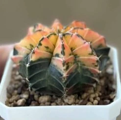 Gymnocalycium Mihanovichii Variegated Rare Cactus -Cheap Plantly Store 1 11 4