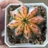 Gymnocalycium Mihanovichii Variegated Rare Cactus 2 Gymnocalycium Mihanovichii Variegated Rare Cactus -Cheap Plantly Store 1 12 2
