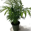 A Beautiful Royal Palm In A 4 Inch Pot.