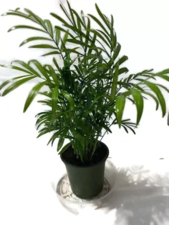 A Beautiful Royal Palm In A 4 Inch Pot.
