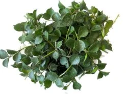 Beautiful Hoya Curtisii In A 4 Inch Pot! Blooms Are Amazing! -Cheap Plantly Store 1 14