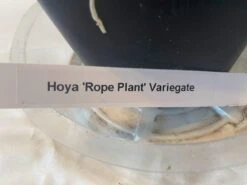 Variegated Hindu Rope Hoya In A 4 Inch Pot -Cheap Plantly Store 1 15