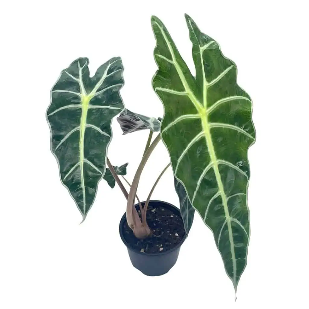 Alocasia African Mask, Alocasia × Amazonica 'Polly', Alocasia Plant In 4 Inch Pot. Giant Taro, Ape, Biga, Elephant Ears, African Mask Plant. 3 Alocasia African Mask, Alocasia × Amazonica 'Polly', Alocasia Plant In 4 Inch Pot. Giant Taro, Ape, Biga, Elephant Ears, African Mask Plant.