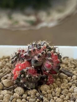 Gymnocalycium Mihanovichii Cluster Variegated Rare Cactus -Cheap Plantly Store 1 4 10