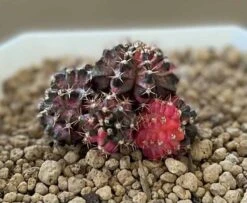Gymnocalycium Mihanovichii Cluster Variegated Rare Cactus -Cheap Plantly Store 1 5 10