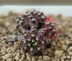 Gymnocalycium Mihanovichii Cluster Variegated Rare Cactus -Cheap Plantly Store 1 6 8