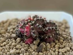 Gymnocalycium Mihanovichii Cluster Variegated Rare Cactus -Cheap Plantly Store 1 7 9