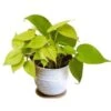 Lively Philodendron Neon | Easy-care Epiphytic Vine | Vibrant Foliage | 4-inch Pot -Cheap Plantly Store 1 8 1