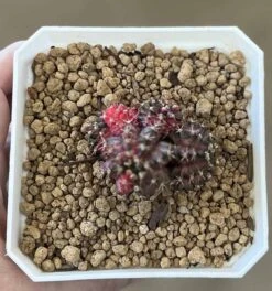 Gymnocalycium Mihanovichii Cluster Variegated Rare Cactus -Cheap Plantly Store 1 8 9