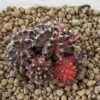 Gymnocalycium Mihanovichii Cluster Variegated Rare Cactus -Cheap Plantly Store 1 9 7