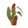 Polka Dot Begonia | Begonia Maculata | Rare Exotic Houseplant 1 Polka Dot Begonia | Begonia Maculata | Rare Exotic Houseplant -Cheap Plantly Store 1 Begonia Maculata 4 500x500
