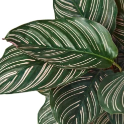 Pinstripe Plant | Calathea Goeppertia Ornata | Exotic Houseplant -Cheap Plantly Store 1 Calathea Ornata DETAIL 6 938x938