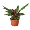 Rattlesnake Plant | Calathea Lancifolia | Exotic Houseplant -Cheap Plantly Store 1 Calathea Rattlesnake 6 ce3ccc06 7261 4b82 a64b 04ec94f30087 1224x1224