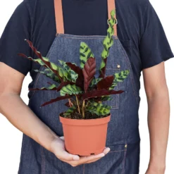 Rattlesnake Plant | Calathea Lancifolia | Exotic Houseplant -Cheap Plantly Store 1 Calathea Rattlesnake HOLD 6 51715082 7fee 4315 99bd ba39f7e2c207 931x931