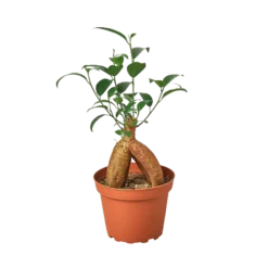 Ficus Ginseng | Ficus Retusa | Bonsai Tree -Cheap Plantly Store 1 Ficus Ginseng 4 500x500