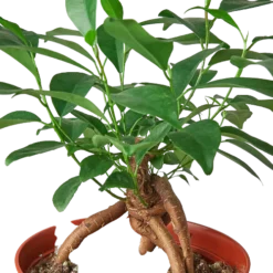 Ficus Ginseng | Ficus Retusa | Bonsai Tree -Cheap Plantly Store 1 Ficus Ginseng 6 DETAIL removebg preview 500x500