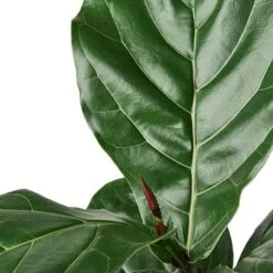 Ficus Lyrata 'Fiddle Leaf Fig' Indoor Plant - Stunning And Air Purifying | 4-inch Pot 10 Ficus Lyrata 'Fiddle Leaf Fig' Indoor Plant - Stunning And Air Purifying | 4-inch Pot -Cheap Plantly Store 1 Ficus Lybata 6 DETAIL 700x700