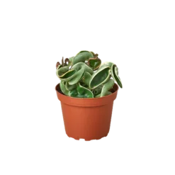 Hoya Rope Plant Variegated | Hoya Carnosa Compacta | Rare HousePlants