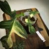 Philodendron Florida Beauty Variegated -Cheap Plantly Store 1 IMG 0665