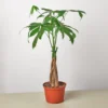 Braided Money Tree | Pachira Aquatica | Exotic Houseplants 2 Braided Money Tree | Pachira Aquatica | Exotic Houseplants -Cheap Plantly Store 1 Money Tree 6 20 938x938