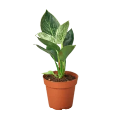 Philodendron Birkin | Exotic Houseplants -Cheap Plantly Store 1 Philo Birkin 4 500x500 1