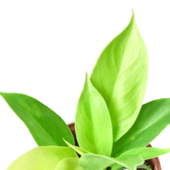 Philodendron Moonlight | Exotic Houseplants -Cheap Plantly Store 1 Philo Moonlight DETAIL 4 8af2fe87 6693 4852 b9b9 0bc6dda77bc6 500x500