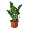 ZZ Plant | Zamioculcas Zamiifolia ZZ | Exotic Houseplant -Cheap Plantly Store 1 Zamioculcas Zamiifolia 6 869x869