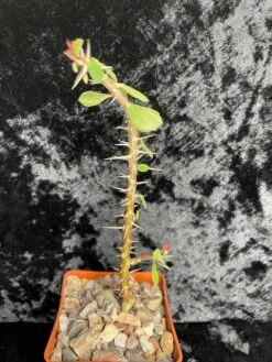 Cactus - Euphorbia Guillemetii Hybrid -Cheap Plantly Store 101 E guillemetii hybrid 1