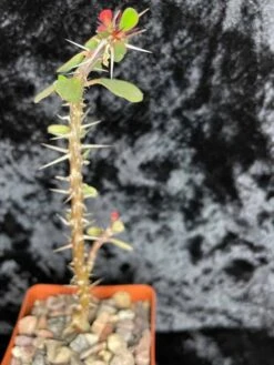 Cactus - Euphorbia Guillemetii Hybrid -Cheap Plantly Store 101 E guillemetii hybrid 4