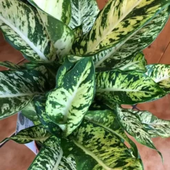 Dieffenbachia Sublime Live Plant In 4" Pot -Cheap Plantly Store 106583351 3391626754195310 340498074095108047 n