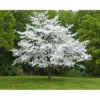 Dogwood White Flowering Seedling -Cheap Plantly Store 1111
