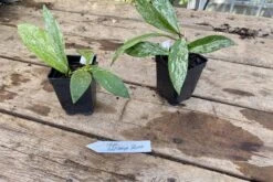 Hoya Pubicalyx Silver Splash 2 Inch Pot Rooted Starter Plant 16 Hoya Pubicalyx Silver Splash 2 Inch Pot Rooted Starter Plant -Cheap Plantly Store 11F52F60 B547 48E7 9B55 26C4C78A40FC 1 201 a