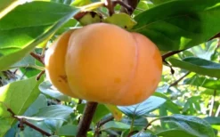 Jiro Persimmon Seedling -Cheap Plantly Store 12 1 1