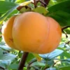Jiro Persimmon Seedling -Cheap Plantly Store 12 1