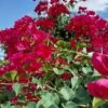 Red San Diego Bougainvillea 1 Gal. Vine Ships Free 2 Red San Diego Bougainvillea 1 Gal. Vine Ships Free -Cheap Plantly Store 1260 1