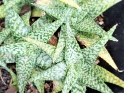 Star Aloe "Oik" Ships Free