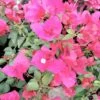 Pixie Pink Flowering Bougainvillea Vine Ships Free. 2 Pixie Pink Flowering Bougainvillea Vine Ships Free. -Cheap Plantly Store 1260 3