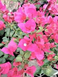Pixie Pink Flowering Bougainvillea Vine Ships Free.
