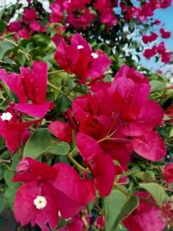 Red San Diego Bougainvillea 1 Gal. Vine Ships Free -Cheap Plantly Store 1260m
