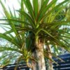 Dracaenas Green Dragon Tree Ships Free. -Cheap Plantly Store 1265 1 1