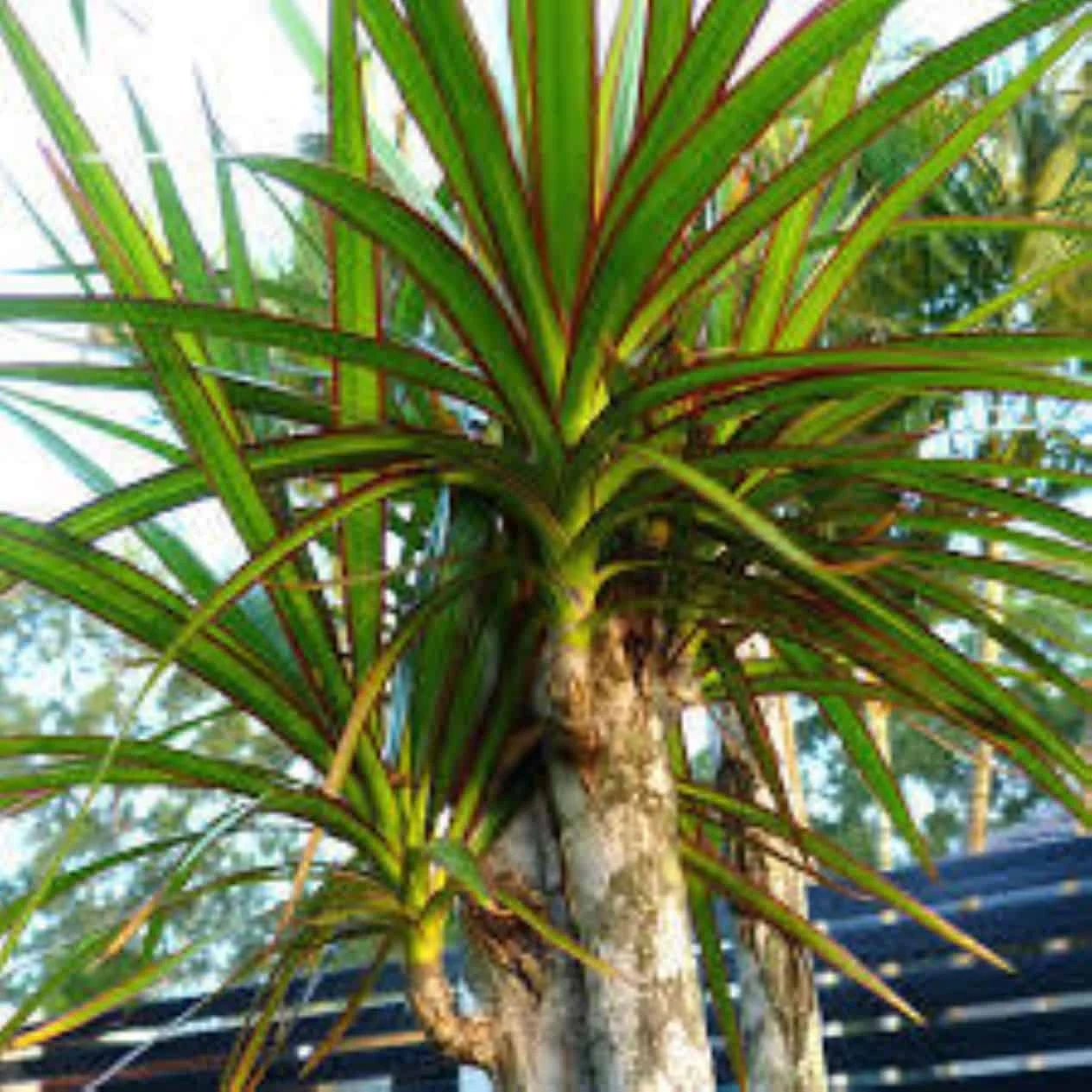 Dracaenas Green Dragon Tree Ships Free. 3 Dracaenas Green Dragon Tree Ships Free.