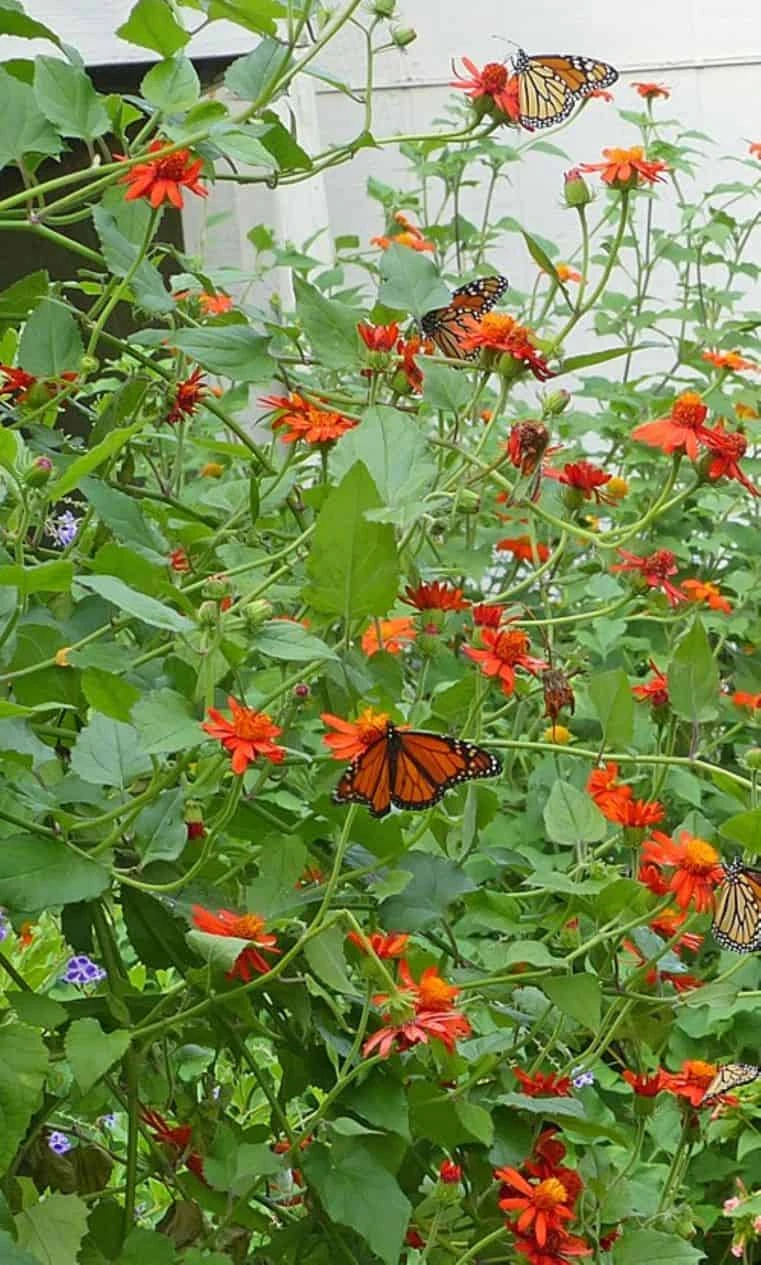 Mexican Flame Vine Best Pollinator Ships Free. 6 Mexican Flame Vine Best Pollinator Ships Free. - Image 4