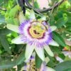 Passiflora Incarnata Maypop Passion Flower Vine Ships Free. 1 Passiflora Incarnata Maypop Passion Flower Vine Ships Free. -Cheap Plantly Store 1265 12