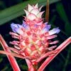 Ananas Lucidus Fire Pineapple Rare Plant Ships Free. -Cheap Plantly Store 1265 13